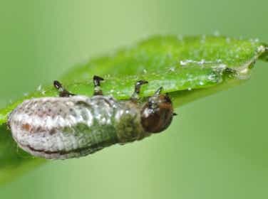 Rosemary beetle larva