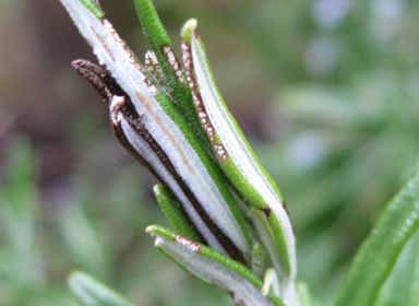 Typical totrix (leafroller) damage