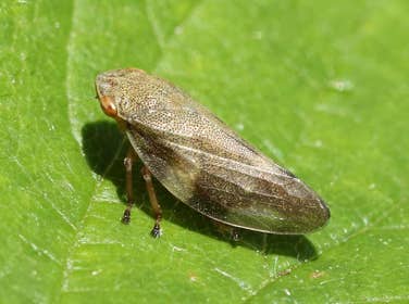 An adult froghopper (spittlebug)