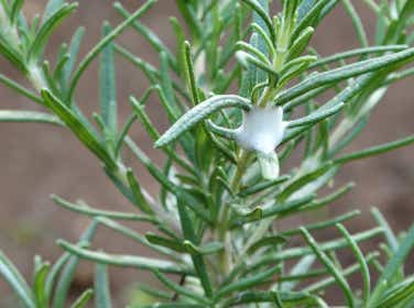Cuckoo spit on rosemary stem