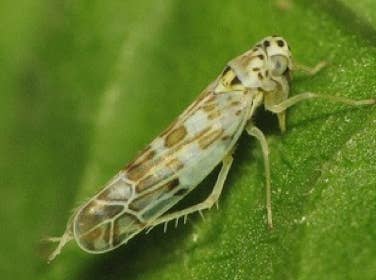Leafhopper (x20 lifesize)