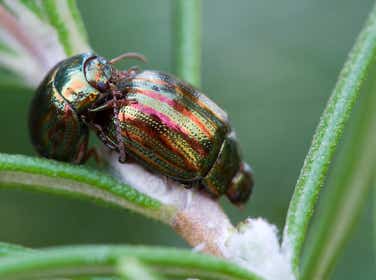 Adult rosemary beetles